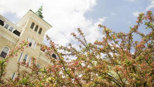 Cherry trees in front of Old Main.